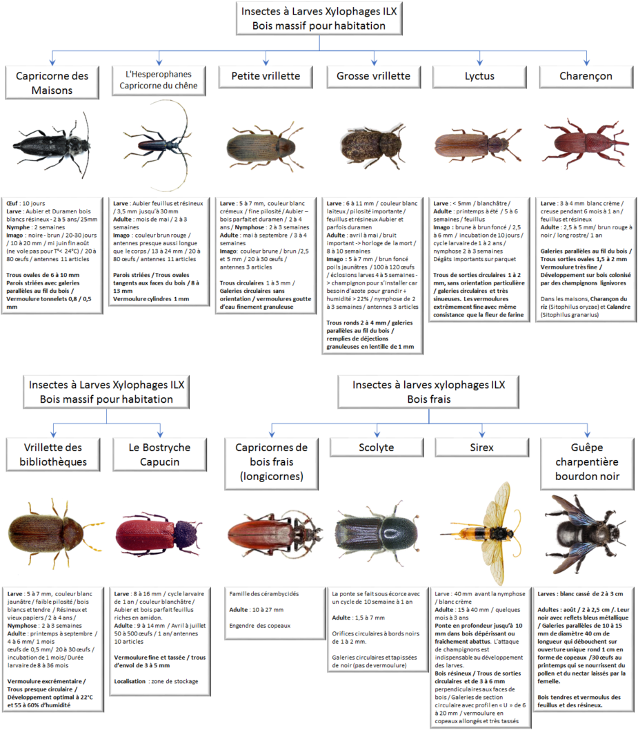 Diagnostic Termites - Diagnostic Immobilier obligatoire - NiceDiagnostic